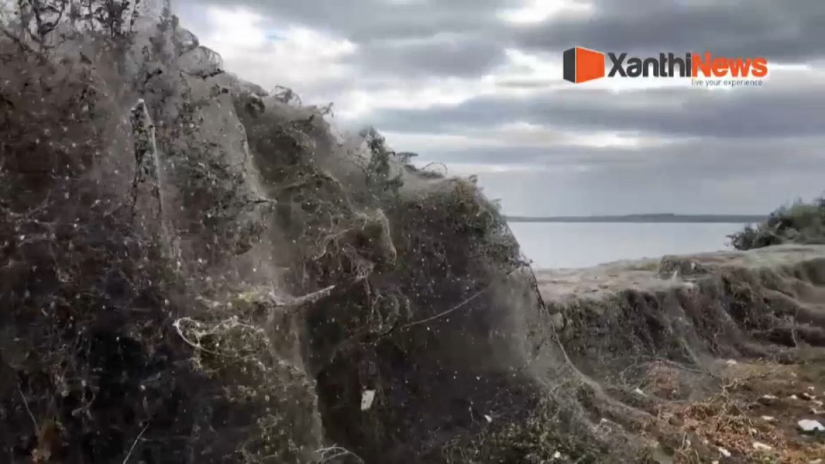 Gespenstische 1.000-Meter-Netze: Spinnen haben wieder zugeschlagen