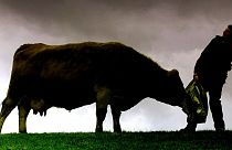 Escocia confirma un caso de vaca loca en una granja