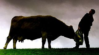 Escocia confirma un caso de vaca loca en una granja
