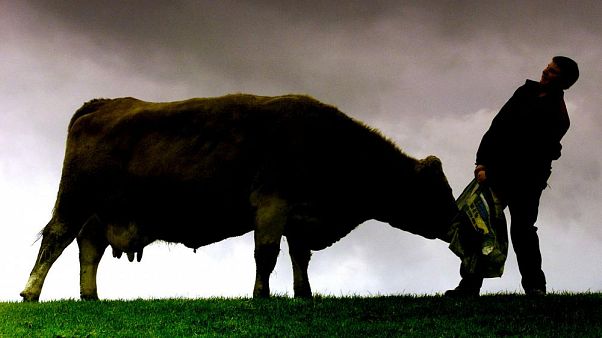 Escocia confirma un caso de vaca loca en una granja Escocia confirma un caso de vaca loca en una granja