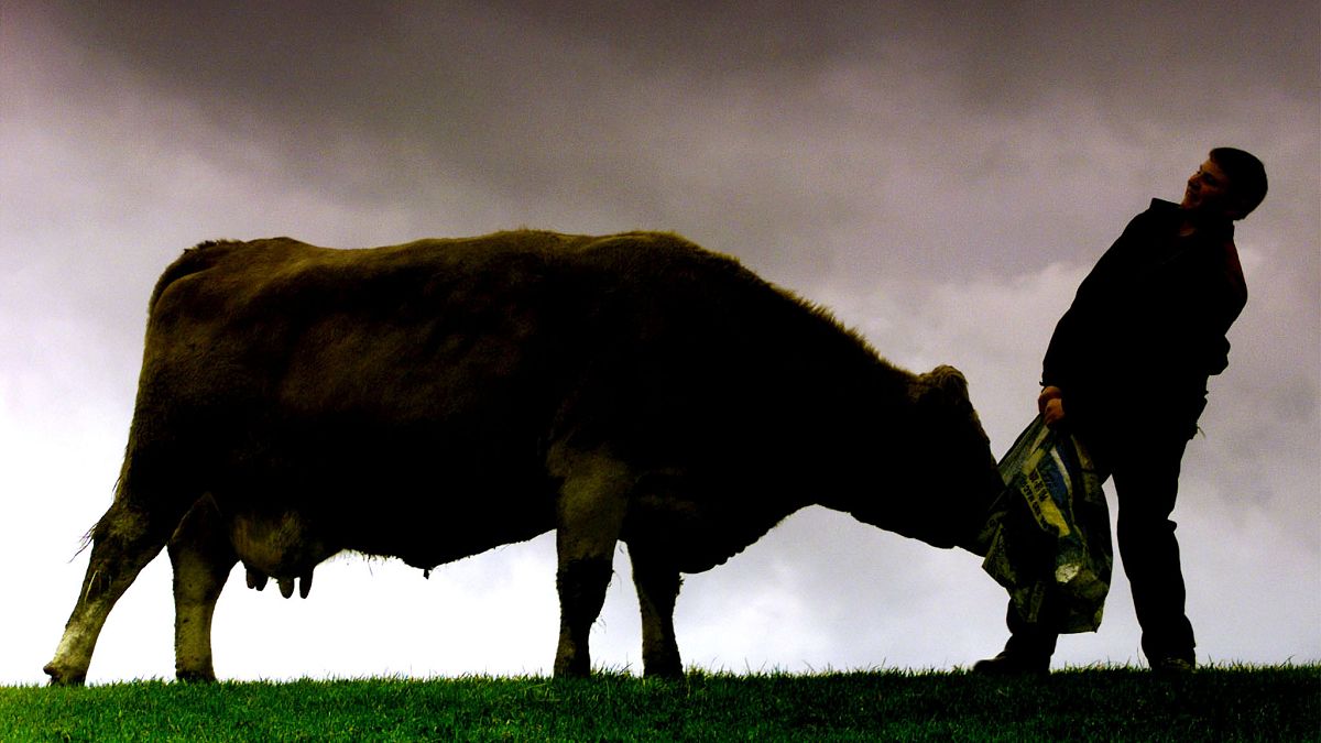 Erstmals seit mehr als 10 Jahren: Fall von BSE oder Rinderwahn in Großbritannien