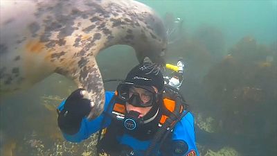 Las divertidas imágenes de unas focas y un buceador