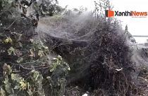Video - Yunanistan'da 1 km uzunluğunda dev örümcek ağı