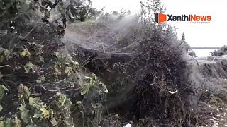 Video - Yunanistan'da 1 km uzunluğunda dev örümcek ağı