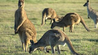 Okul şefinin çocuklara kanguru eti yedirdiği anlaşıldı