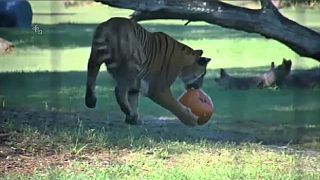 Watch: Tigers and jaguars get an early Halloween treat