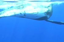 Las ballenas de la isla Reunión se vuelven agresivas ante la afluencia irrespetuosa de los turistas