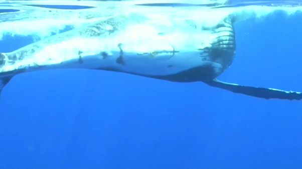 Nager avec des baleines, oui mais attention Nager avec des baleines, oui mais attention