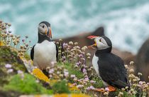Saving puffins in Iceland