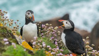 Saving puffins in Iceland