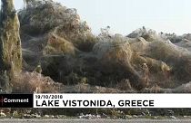 Yunanistan'da 1 km uzunluğunda dev örümcek ağı