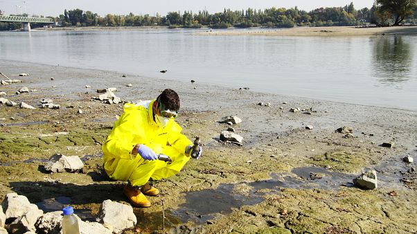 Mérgek csorognak a Dunába Óbudán a Greenpeace szerint Mérgek csorognak a Dunába Óbudán a Greenpeace szerint