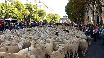 Centro de Madrid invadido por ovelhas