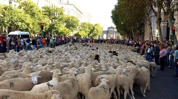 Ovejas y pastores ocupan el centro de Madrid Ovejas y pastores ocupan el centro de Madrid