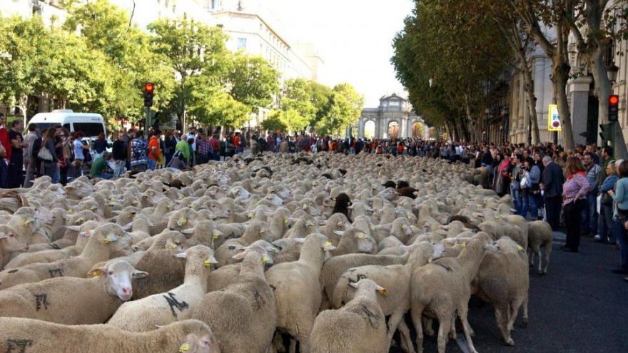 Centro de Madrid invadido por ovelhas Centro de Madrid invadido por ovelhas