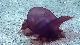 Un concombre de mer filmé dans l'océan Austral