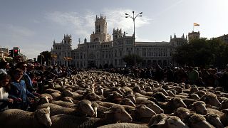 По традиции по улицам Мадрида прогнали 2 тысячи овец