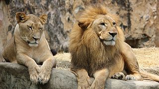 Hayvanat bahçesinde sıra dışı olay: Dişi aslan erkek aslanı öldürdü