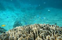 El mágico y azul arrecife de coral de Okinawa 
