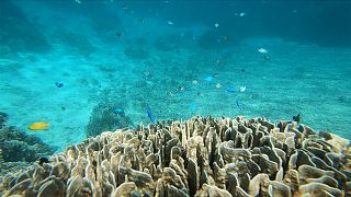 Les charmes du snorkling au Japon