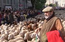 Thousands of sheep herded through Madrid to mark annual festival