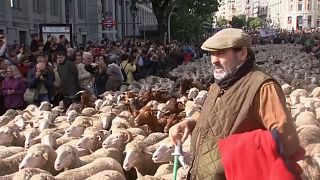 Thousands of sheep herded through Madrid to mark annual festival