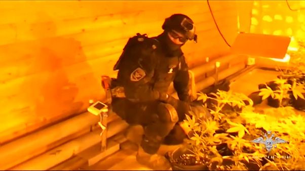 Под Архангельском накрыли плавучую плантацию конопли Под Архангельском накрыли плавучую плантацию конопли