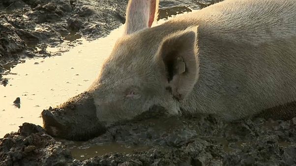 Schweine aus Freilandhaltung sind umweltschädlich Schweine aus Freilandhaltung sind umweltschädlich