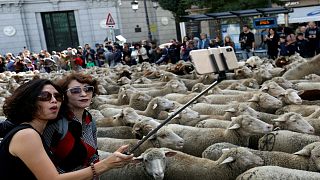 شاهد: آلاف الخراف تتجول في شوارع مدريد