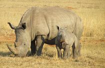 Raw Politics: Orban adopts a baby rhino 