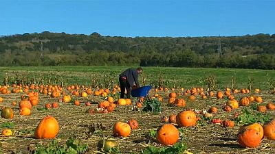 Pick-your-own pumpkin patch gets British families into Halloween spirit