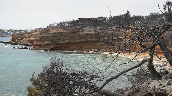 Incêndios na Grécia: Alexis Tsipras visita zonas afectadas Incêndios na Grécia: Alexis Tsipras visita zonas afectadas