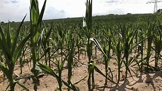 La falta de lluvias afecta a cultivos y ganadería en Alemania