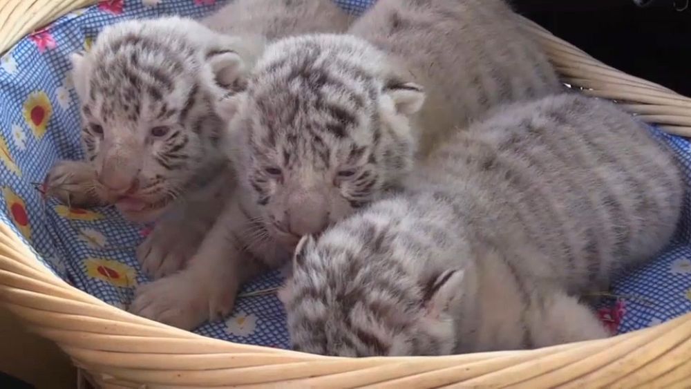 Cutest baby tiger plays & explores his world [VIDEO]