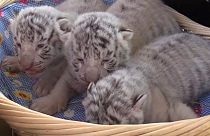 Watch: Three rare white tigers born in Crimea