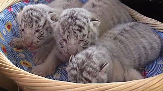 Watch: Three rare white tigers born in Crimea