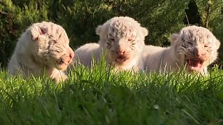 Krim: Drei weiße Königstiger geboren