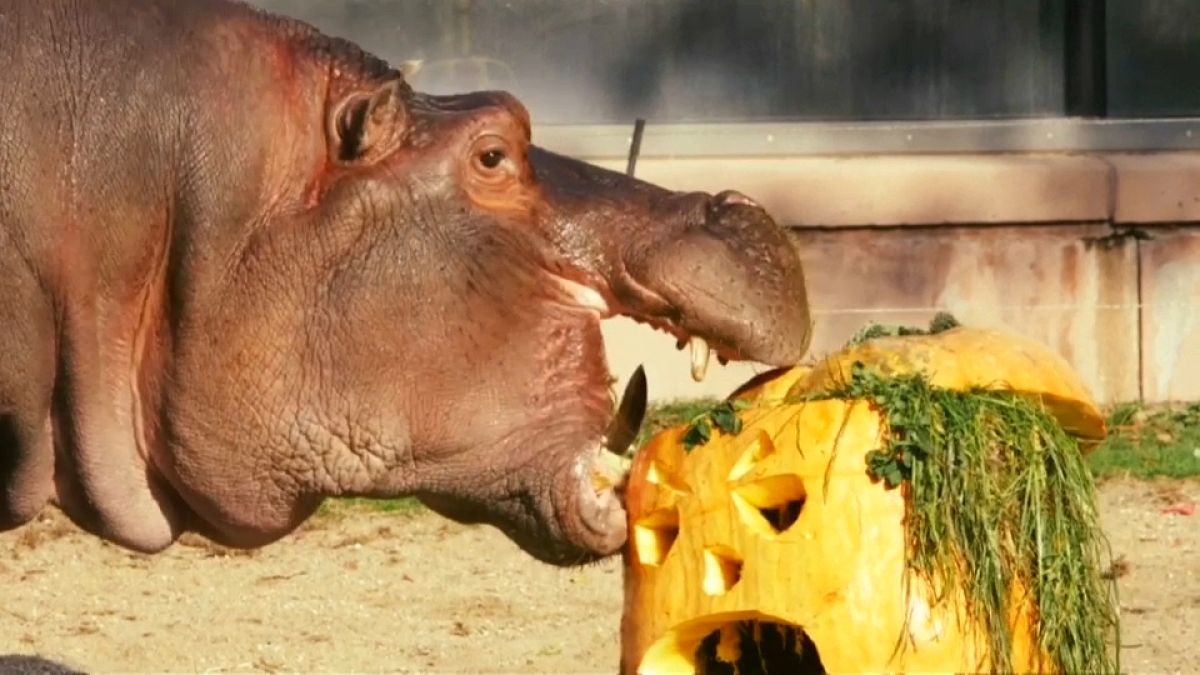 Watch: Animals at Antwerp Zoo enjoy pumpkin treats