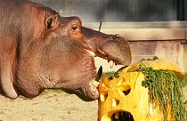 Watch: Animals at Antwerp Zoo enjoy pumpkin treats