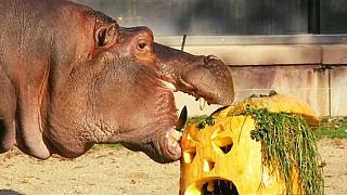 Watch: Animals at Antwerp Zoo enjoy pumpkin treats