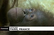 Jardim zoológico francês anuncia nascimento de um orangotango de Bornéu