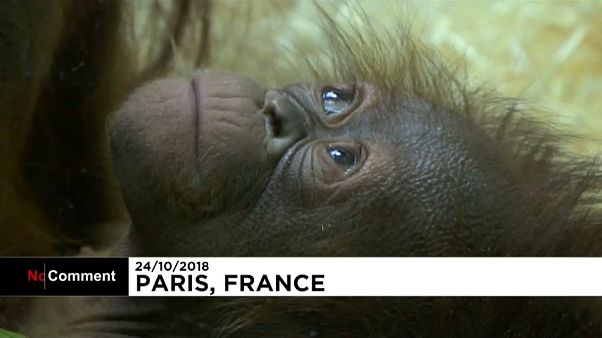 Jardim zoológico francês anuncia nascimento de um orangotango de Bornéu Jardim zoológico francês anuncia nascimento de um orangotango de Bornéu
