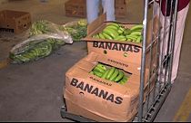 Descubiertas varias toneladas de cocaína en Málaga ocultas en bananas