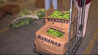 Descubiertas varias toneladas de cocaína en Málaga ocultas en bananas