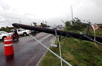 Un árbol caído en el municipio de Escuinapa