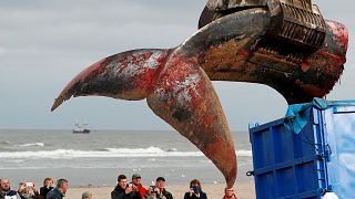 35 Tonnen schwerer Finnwal in Belgien gestrandet