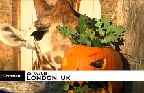 Abóboras no Zoo de Londres para celebrar o Halloween