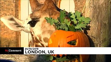 Abóboras no Zoo de Londres para celebrar o Halloween