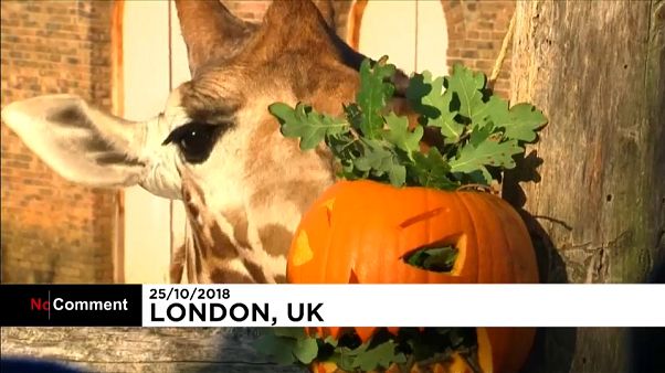 Le zoo de Londres fête Halloween en avance Le zoo de Londres fête Halloween en avance