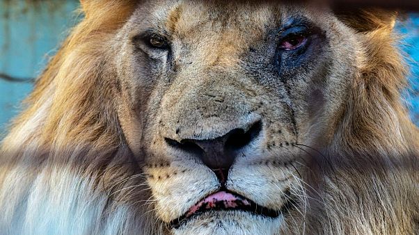 Animales desesperados y abandonados en el "peor zoo" de Europa Animales desesperados y abandonados en el "peor zoo" de Europa